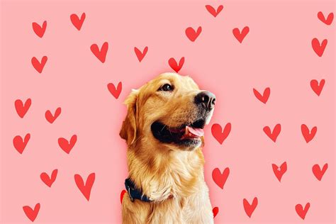 golden retriever boyfriend adalah|The Definition and Personality of the Golden Retriever。